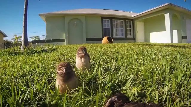 Сова она такая! смотреть онлайн