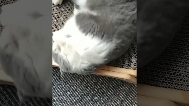 Когтеточка для кошек! смотреть онлайн