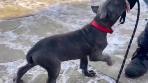 Дрессировка щенков кане корсо.