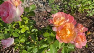 My Isabelle Autissier rose bush. First year !