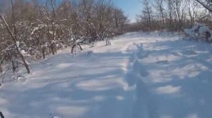 Охота на косулю(козу)загоном.