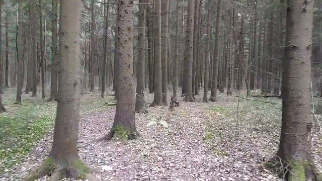 RadioVLOG - Проверяем радиосвязь 70см в лесу