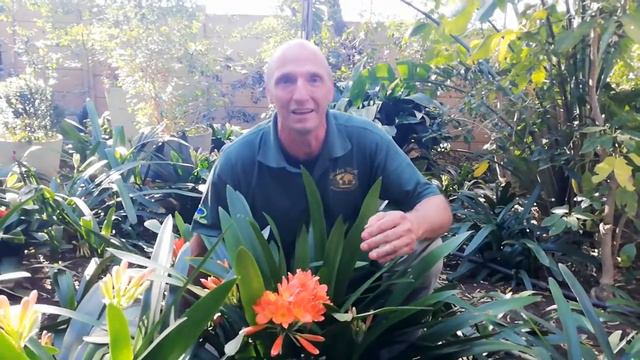 2020 Clivia Naweke by Garden World смотреть онлайн