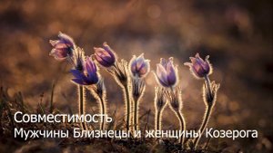 Совместимость мужчины Близнецы и женщины Козерога