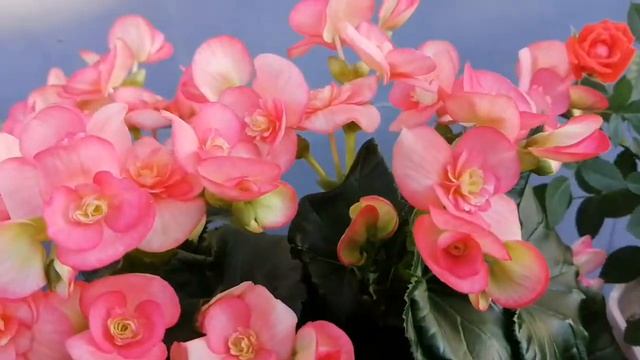 Бегония-Элатиор, эустома, комнатная роза. Обработка от паутинного клеща, подкормка!!! смотреть онлайн