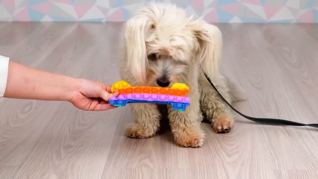 ЛУЧШИЕ ГАДЖЕТЫ, КОТОРЫЕ ОСЧАСТЛИВЯТ ВАШИХ ПИТОМЦЕВ