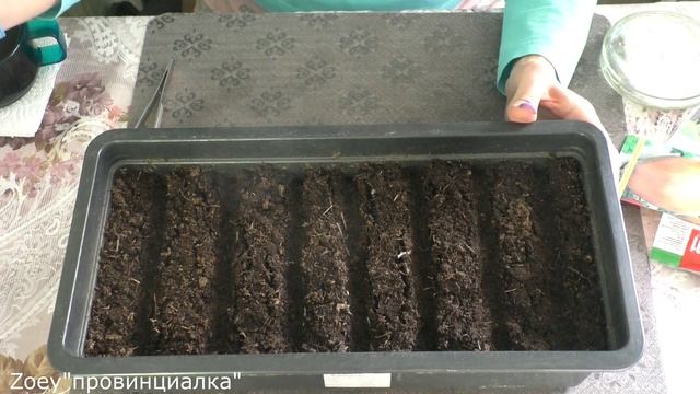 Посев лука ЭКСИБИШЕН/ Очень просто получить крупный лук/#bow #seedling #деревня #семеналука смотреть онлайн