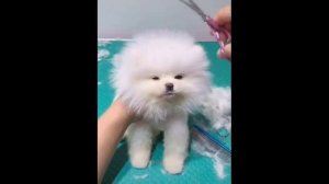 Милые животные_44