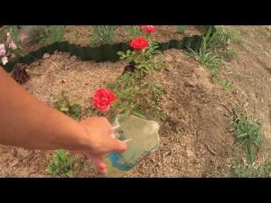 Подкормка Роз КОРДАНА в открытом грунте//Будет ШИКАРНОЕ цветение