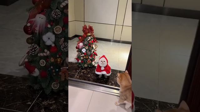 #новыйгод #кот #рождество #санта  #елка #кошки #прикол #юмор #новыйгод2023