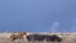 БЕГЕМОТ против ЛЬВА, носорога, крокодила и даже акулы!