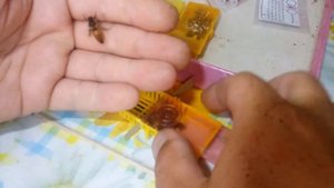 Мечение плодных маток, опалитками. Идея для быстрой работы.