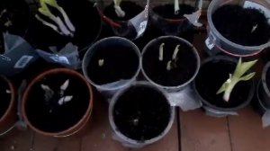 Ранняя покупка хосты. Как сохранить до высадки в грунт