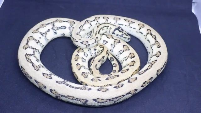 Possible super caramel tiger diamond jungle jaguar carpet python смотреть онлайн