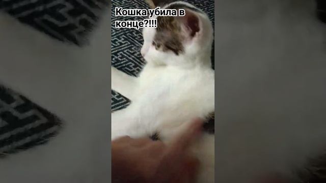 кошечка или кошка?