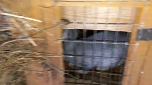 Экономим на кормах для кроликов. Кормление кроликов в осенний период года#Кролики#кормдлякроликов.