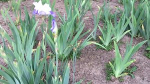Ирисы бородатые. Обзор сортов моей коллекции