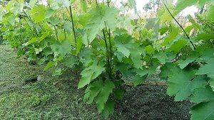 ?Обработка винограда от Оидиума Болезни винограда