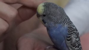 Как чесать попугая ещё раз