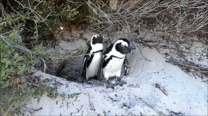 Пингвины в Южной Африке. Simon’s Town- пляж Boulders Beach