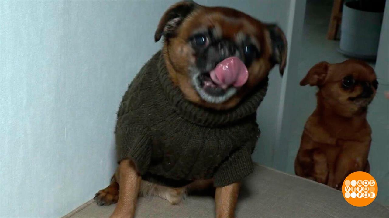 А снег идет... Доброе утро. Фрагмент выпуска от 08.02.2024