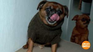 А снег идет... Доброе утро. Фрагмент выпуска от 08.02.2024