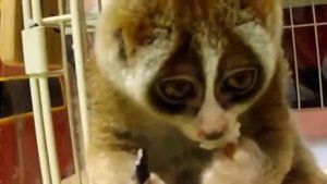 Кот из шрека отдыхает _ такой милаша 