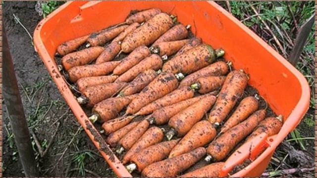 Храню морковь в квартире всю зиму и она не портится