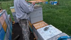 Отбор и откачка меда. Полный цикл.