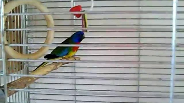 Глянцевый травяной попугай смотреть онлайн