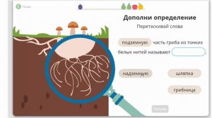 Царство грибов Развитие и питание грибов Окружающий мир 3 класс