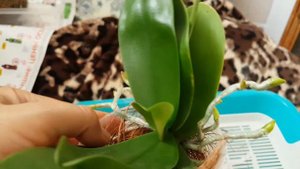 Обзор белых орхидей-мультифлор (ч.3).  Вижу ошибку в содержании, буду исправлять.