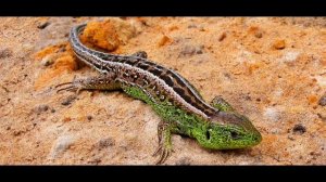 Позвоночные животные. Биология 5-класс (14-тема). Видеоурок