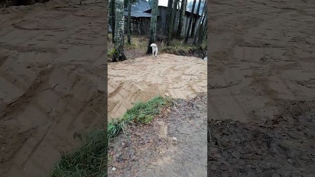 Переход#short смотреть онлайн