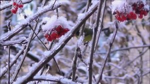 День красной рябины и прилетевших синиц