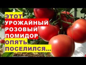 Этот вкусный, розовый, высокоурожайный помидор опять вернулся в нашу теплицу