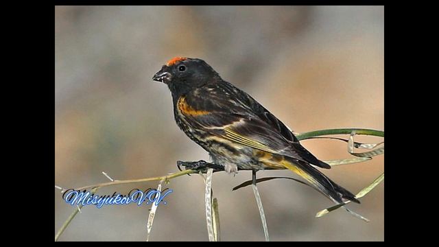 Красношапочный вьюрок пение и позывка (Serinus pusillus) смотреть онлайн