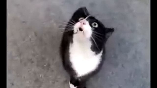 Не Дразните Котов Едой! смотреть онлайн