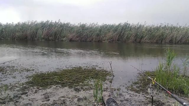 Рыбалка на Сазана!!! часть1 #Рыбалка смотреть онлайн