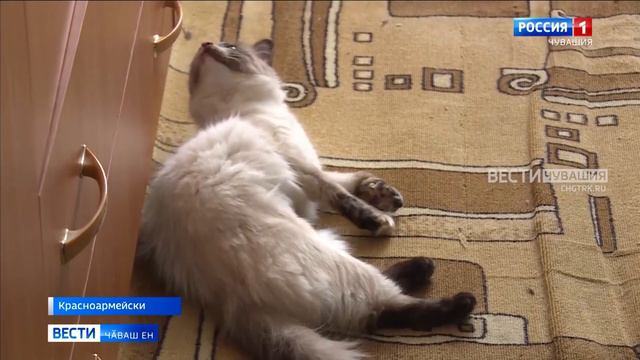 Красноармейскинче пурӑнакан тыл ветеранӗ 100 ҫулхи юбилейне кӗтсе илчӗ смотреть онлайн