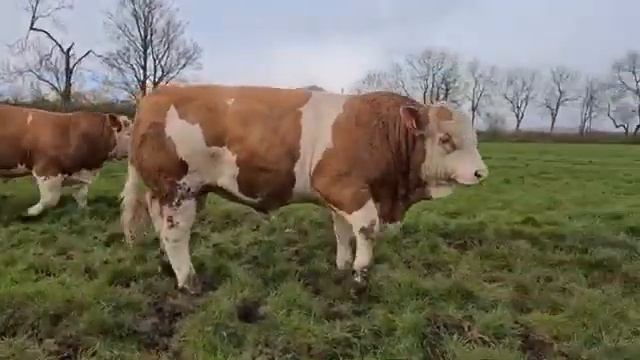 Быки Симментал породы, экспорт из России. смотреть онлайн