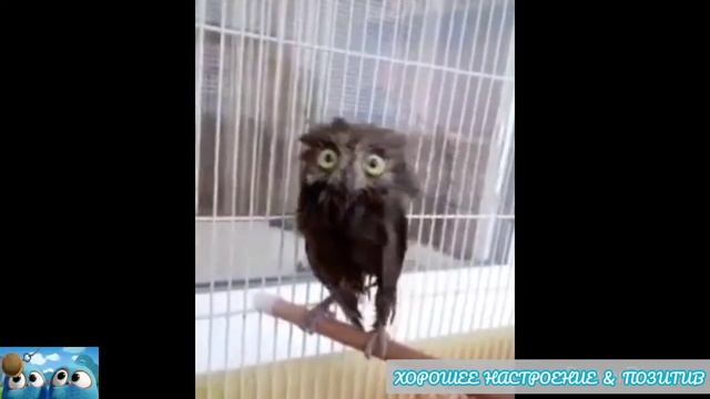 Как бросить пить??Запах водки вам противен!?/Шутка на минутку смотреть онлайн