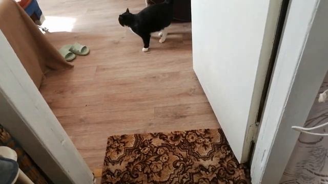 соседская кошка лезет в окно смотреть онлайн