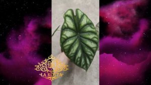 Алоказия Багинда Драгон Скале