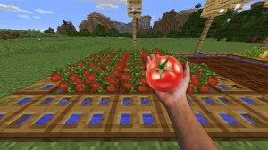 посадил помидоры на ферму!