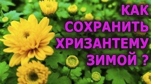 Мои хризантемы вымерзали зимой, пока сделал это осенью! Как выращивать хризантему мультифлора.