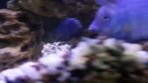 Аквариум с цихлидами на 300 литров