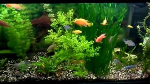 Цихлиды в травнике!!!
