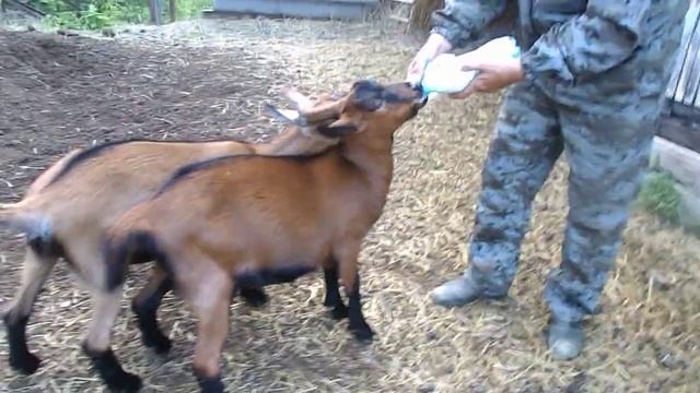 Чешские козочки 4 мес. Продаются смотреть онлайн