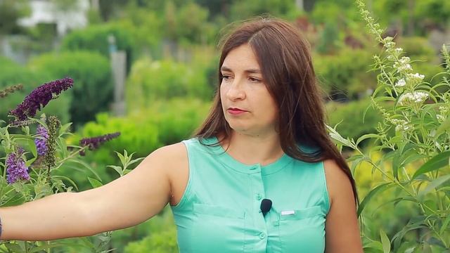 Буддлея Давiда Пінк Делайт / Buddleja d. 'Pink Delight'. Арт. 4125 смотреть онлайн